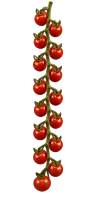 Aromia